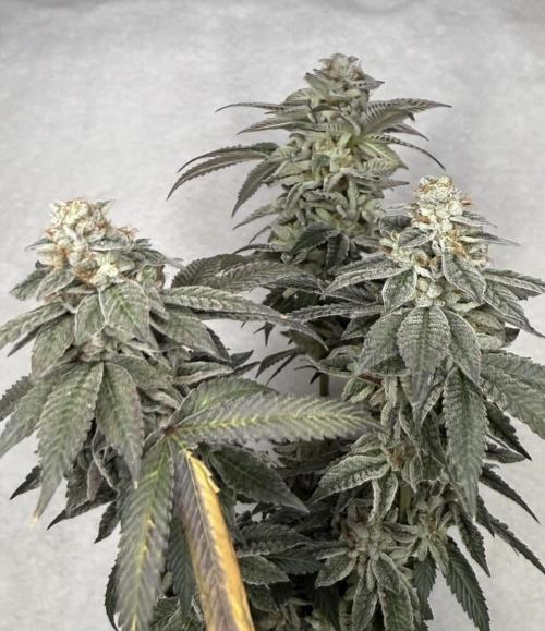 G-Force. Week 19