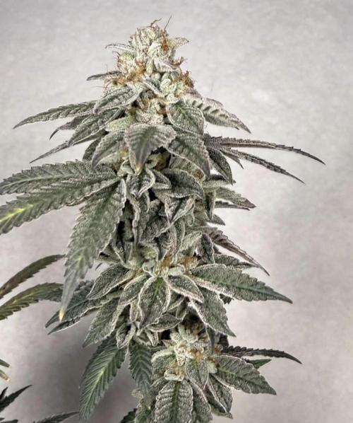 G-Force. Week 19