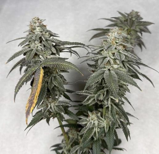 G-Force. Week 19
