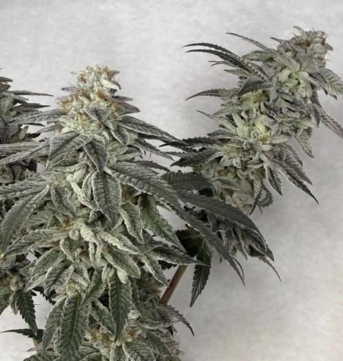 G-Force. Week 19