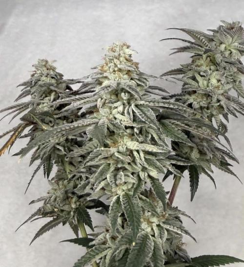 G-Force. Week 19
