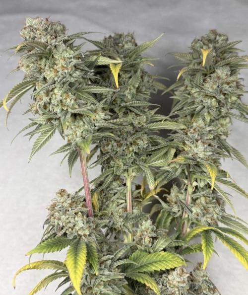 Rainbow Candy. Week 20
