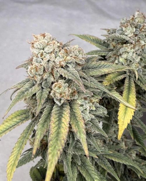 Rainbow Candy. Week 20