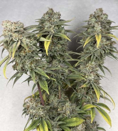 Rainbow Candy. Week 20