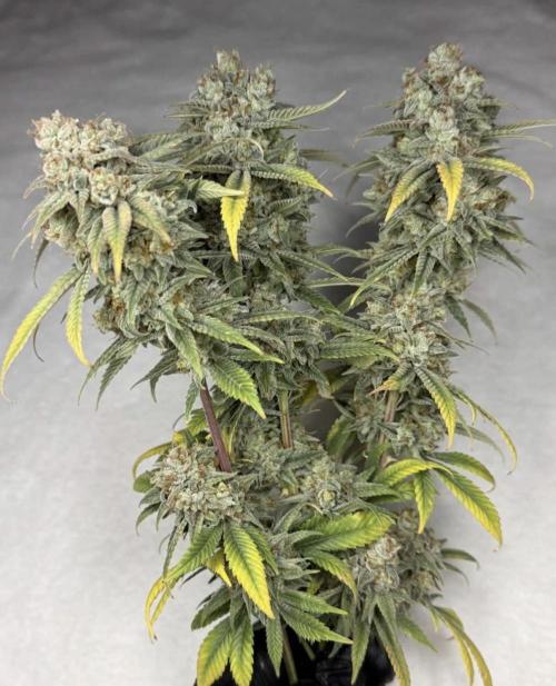 Rainbow Candy. Week 20