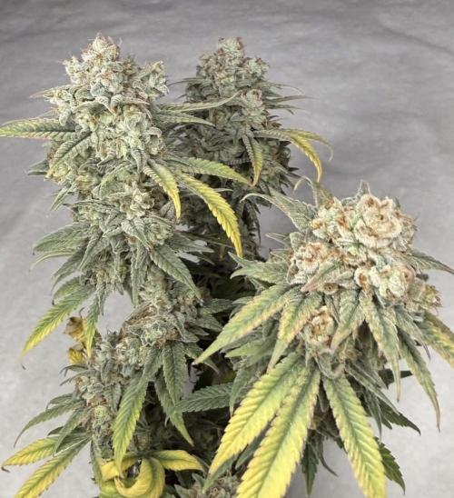 Rainbow Candy. Week 20