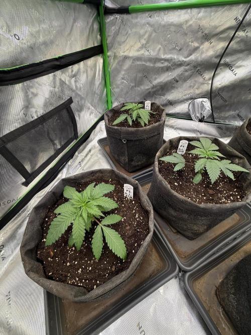 Devils Cookies (SSSC US Strain Cup). Week 2 - 25.3 neues Zuhause 