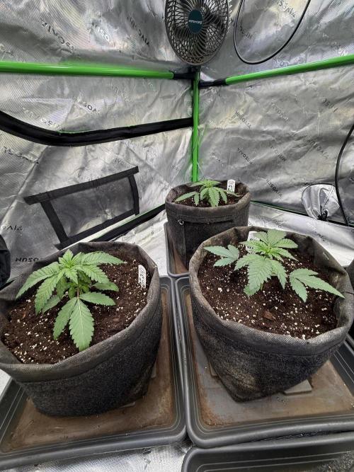 Devils Cookies (SSSC US Strain Cup). Week 2 - 25.3 