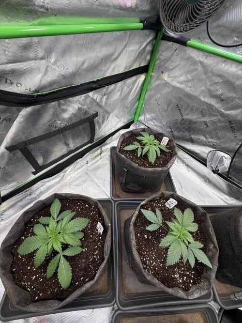 Devils Cookies (SSSC US Strain Cup). Week 2 - 25.3