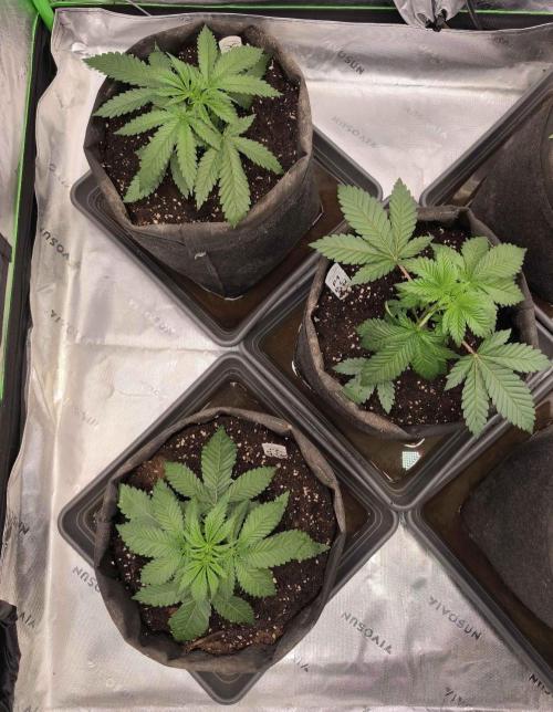 Devils Cookies (SSSC US Strain Cup). Week 2 - 29.3