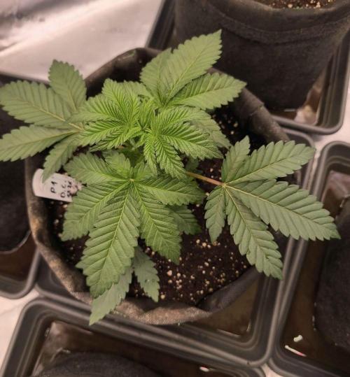 Devils Cookies (SSSC US Strain Cup). Week 2 - 29.3