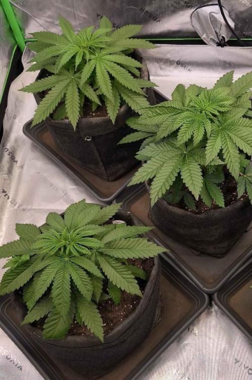 Devils Cookies (SSSC US Strain Cup). Week 3 - 2.4.26 