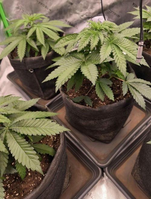 Devils Cookies (SSSC US Strain Cup). Week 3 - 2.4.26