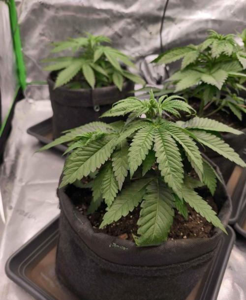 Devils Cookies (SSSC US Strain Cup). Week 3 - 2.4.26