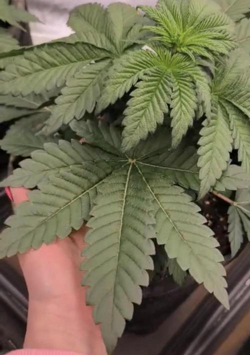 Devils Cookies (SSSC US Strain Cup). Week 3 - 2.4.26