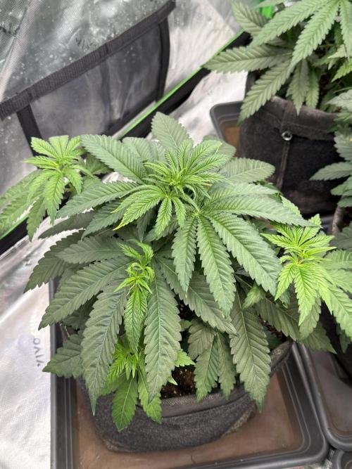 Devils Cookies (SSSC US Strain Cup). Week 4 - 6.4 unbearbeiteter Wuchs 