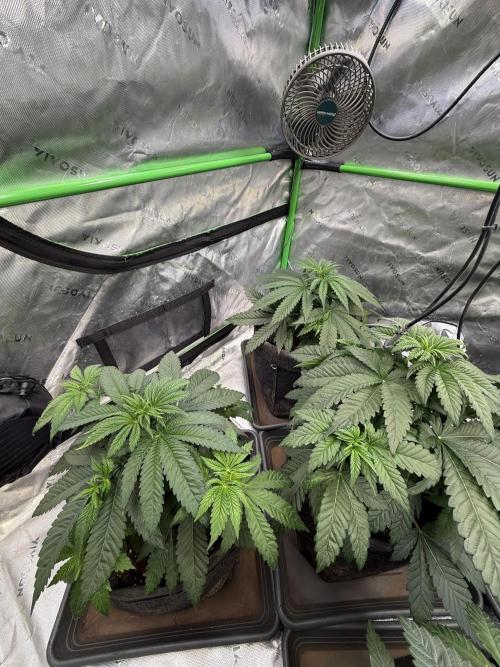 Devils Cookies (SSSC US Strain Cup). Week 4 - 6.4 Indica lastig 