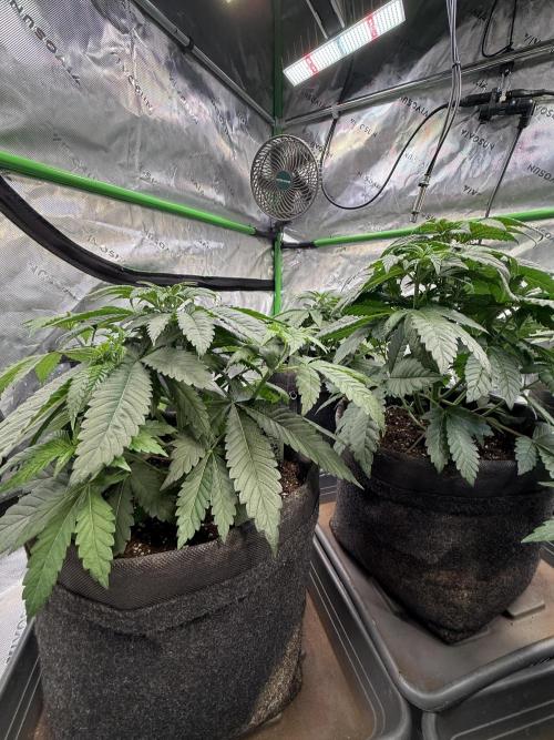 Devils Cookies (SSSC US Strain Cup). Week 4 - 6.4 vor dem entlauben 