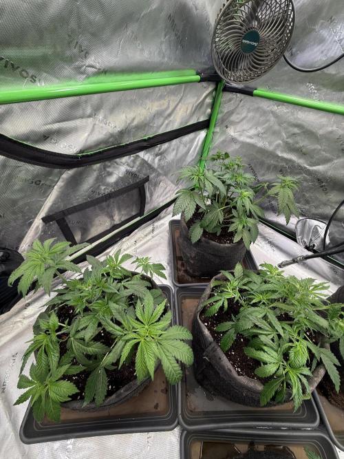 Devils Cookies (SSSC US Strain Cup). Week 4 - 6.4 nach dem entlauben 