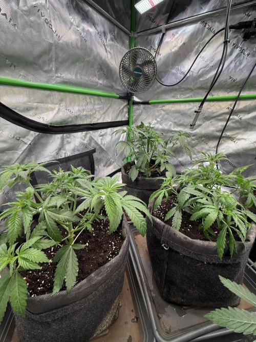 Devils Cookies (SSSC US Strain Cup). Week 4 - 6.4 nach dem entlauben 