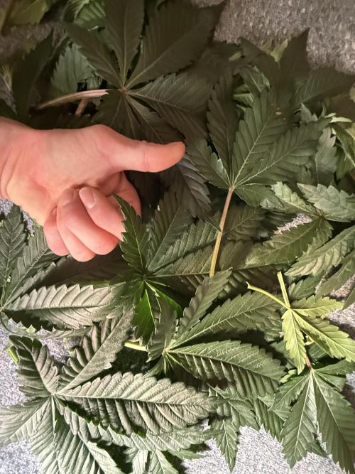 Devils Cookies (SSSC US Strain Cup). Week 4 - 6.4 ganz schön große Blätter 