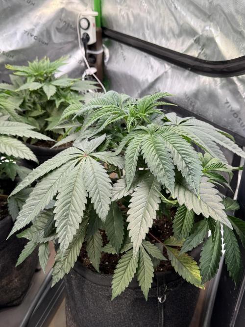 Cosmic Raiser. Week 4