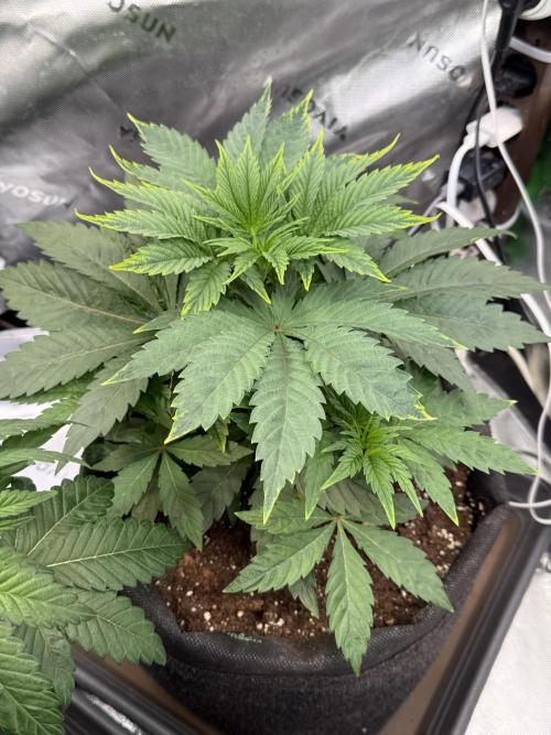 Cosmic Raiser. Week 4