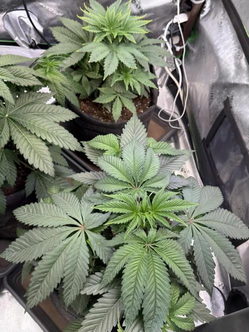 Cosmic Raiser. Week 4