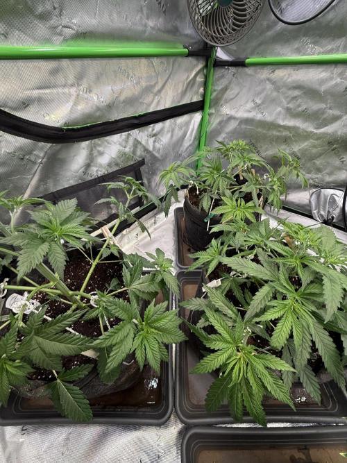 Devils Cookies (SSSC US Strain Cup). Week 4 - 8.4.26 einmal Kantbank bitte 