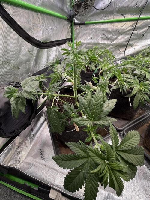 Devils Cookies (SSSC US Strain Cup). Week 4 - 8.4.26 stabiler Wuchs 