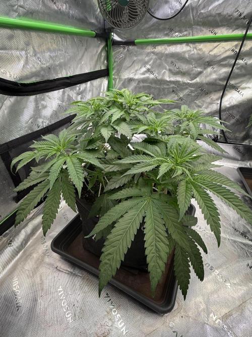Devils Cookies (SSSC US Strain Cup). Week 4 - 12.2.26