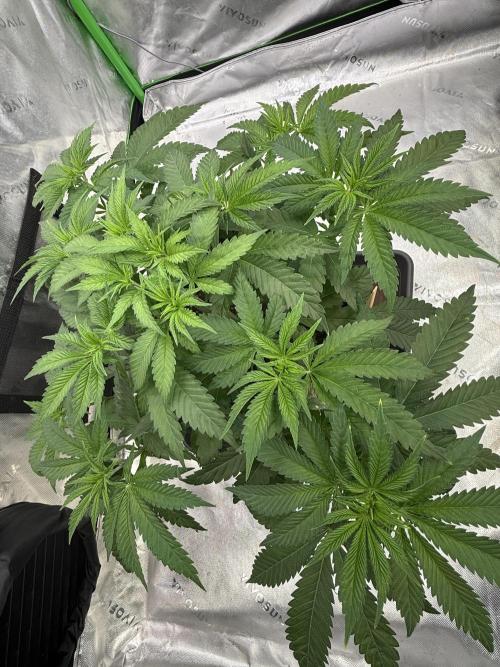Devils Cookies (SSSC US Strain Cup). Week 4 - 12.4.26 schönes grün .. 