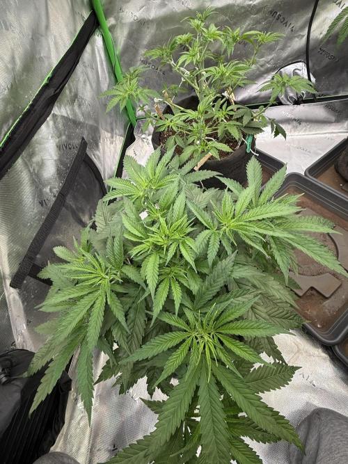Devils Cookies (SSSC US Strain Cup). Week 4 - 12.4.26 Wuchsform top