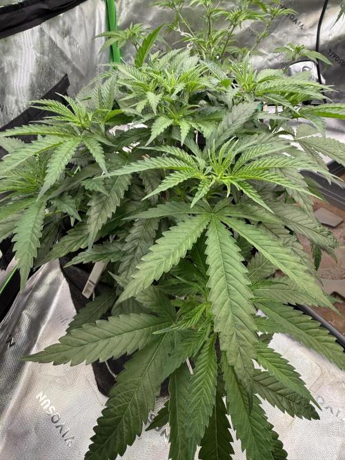 Devils Cookies (SSSC US Strain Cup). Week 4 - 12.4.26 toller Strain 