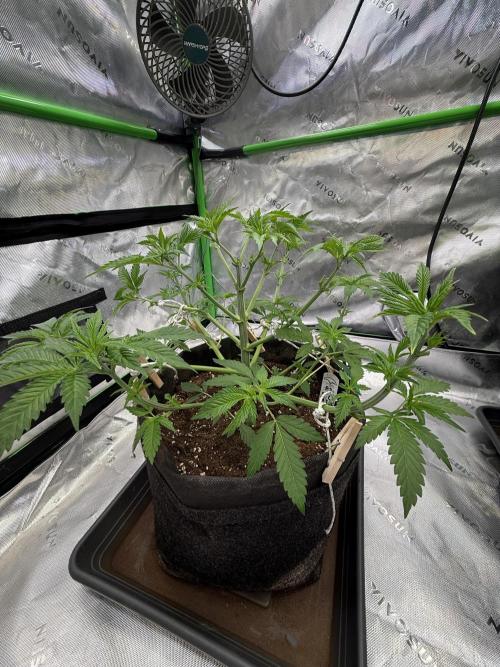 Devils Cookies (SSSC US Strain Cup). Week 4 - 12.4.26 vermutlich letztes defoliaten 