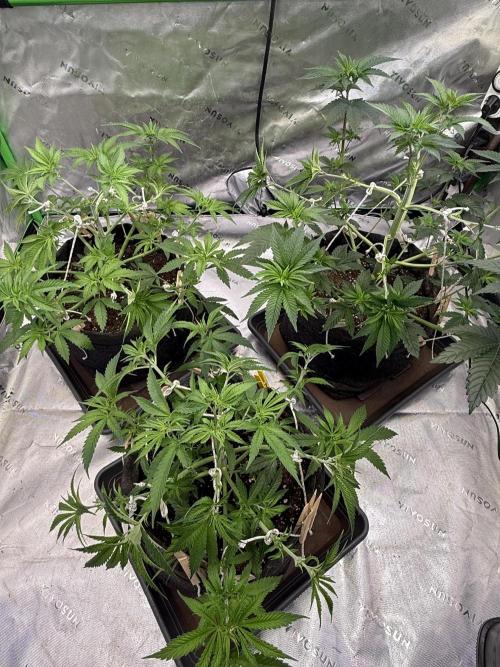 Devils Cookies (SSSC US Strain Cup). Week 5 - 14.4 entlaubt 