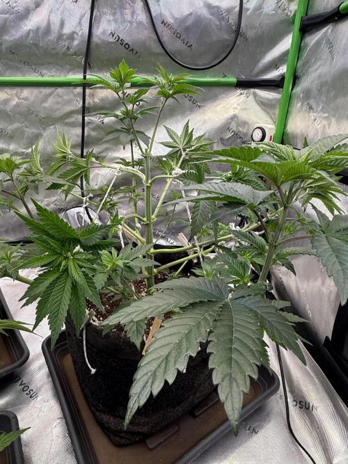 Devils Cookies (SSSC US Strain Cup). Week 5 - 14.4 schick 