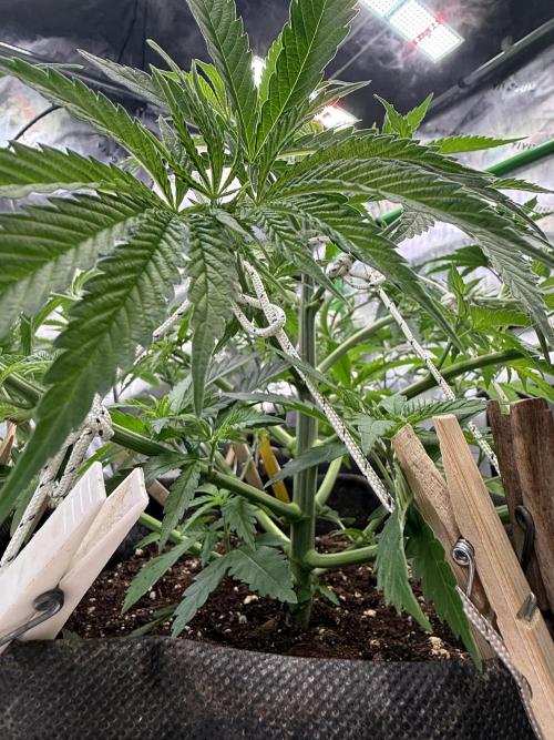 Devils Cookies (SSSC US Strain Cup). Week 5 - 14.4