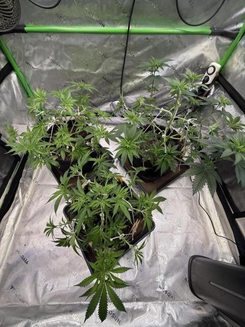 Devils Cookies (SSSC US Strain Cup). Week 5 - 14.4