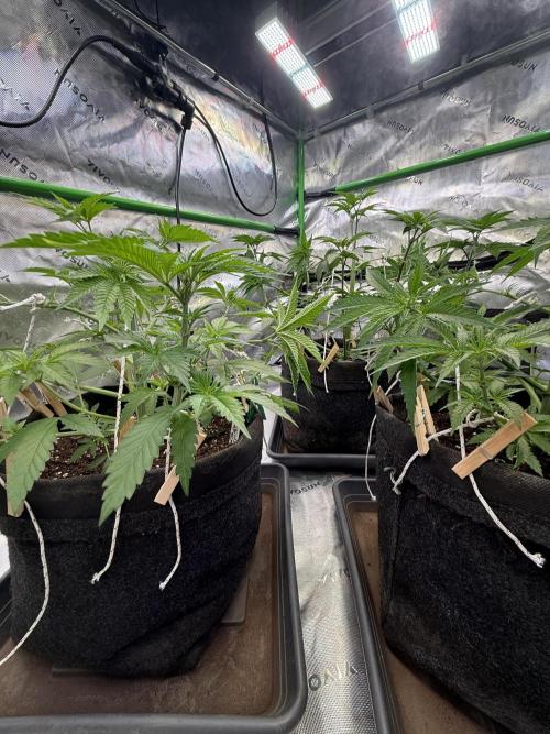 Devils Cookies (SSSC US Strain Cup). Week 5 - 14.4 schöne wuchsform 