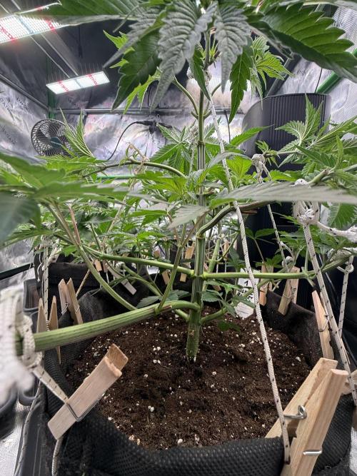 Devils Cookies (SSSC US Strain Cup). Week 5 - 14.4 Stabiler Bau 