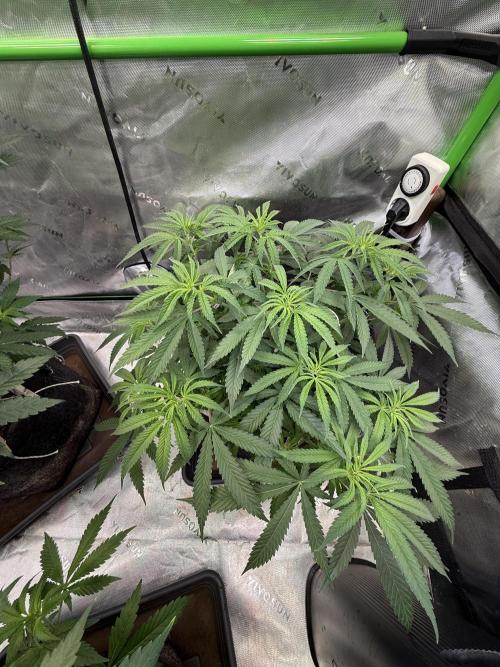 Devils Cookies (SSSC US Strain Cup). Week 6 - 21.4.26 Pheno 1 vor dem entlauben 