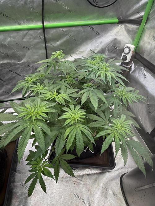 Devils Cookies (SSSC US Strain Cup). Week 6 - 21.4.26 Pheno 2 vor dem entlauben 