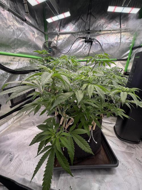 Devils Cookies (SSSC US Strain Cup). Week 6 - 21.4.26 Pheno 3 vor dem entlauben 