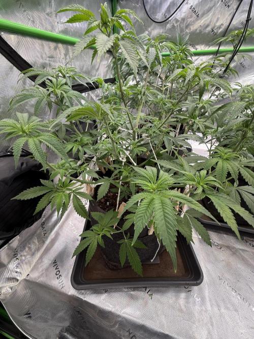 Devils Cookies (SSSC US Strain Cup). Week 6 - 21.4.26 Pheno 3 nach dem entlauben 