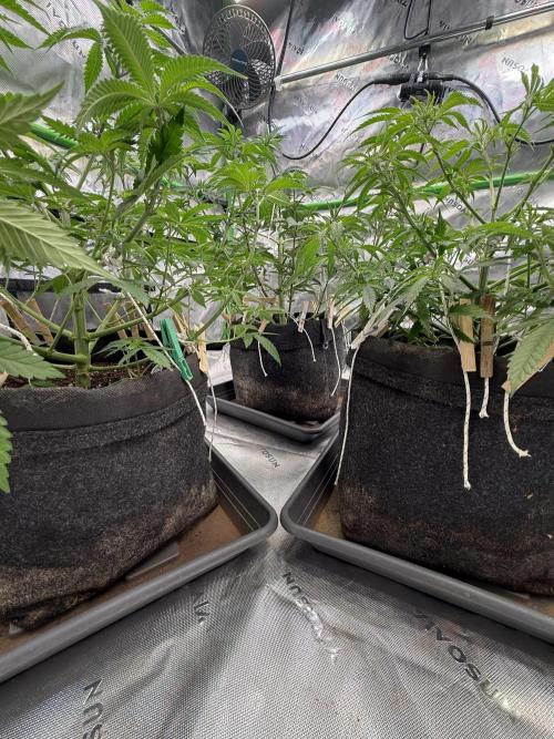 Devils Cookies (SSSC US Strain Cup). Week 6 - 21.4.26 Stabiler Wuchs 