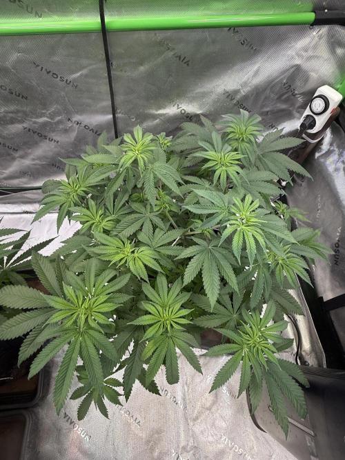 Devils Cookies (SSSC US Strain Cup). Week 6 - 21.4.26 Pheno 2 schöner Wuchs 