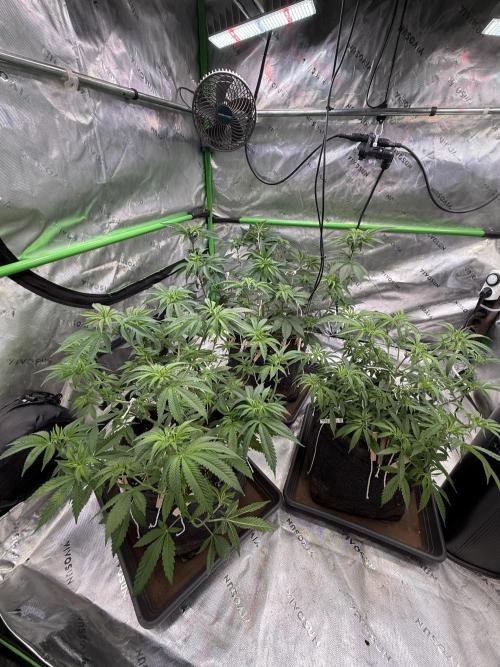 Devils Cookies (SSSC US Strain Cup). Week 6 - 21.4.26 sattes grün 