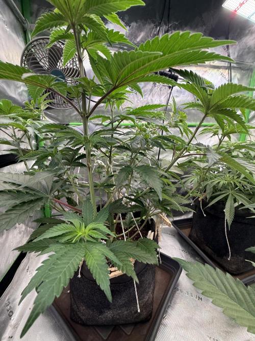 Devils Cookies (SSSC US Strain Cup). Week 6 - 21.4.26 Aufbau Struktur 
