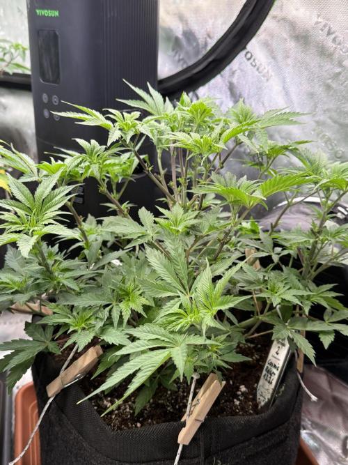 Cosmic Raiser. Week 6